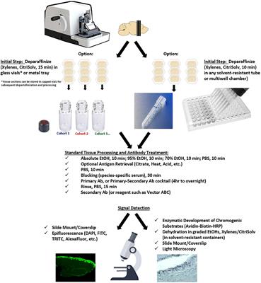 A novel immunohistochemical protocol for paraffin embedded tissue sections using free-floating techniques